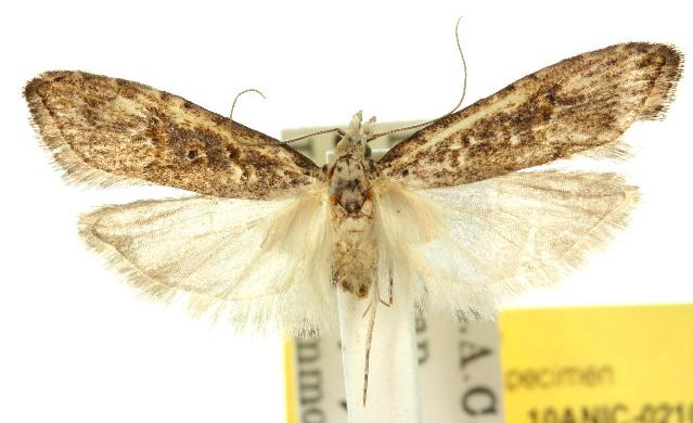 Carposina mediella
