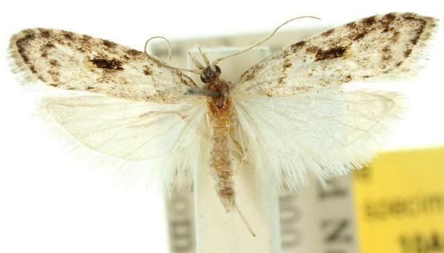 Paramorpha semotheta