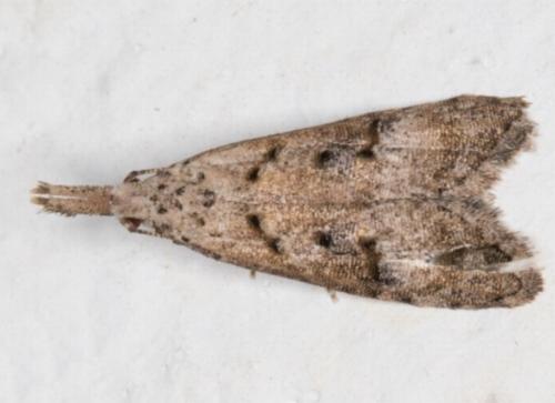 Carposina taractis