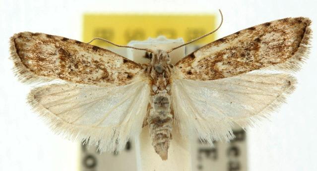 Carposina taractis
