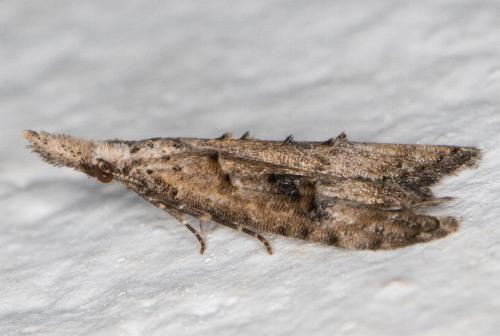 Carposina taractis
