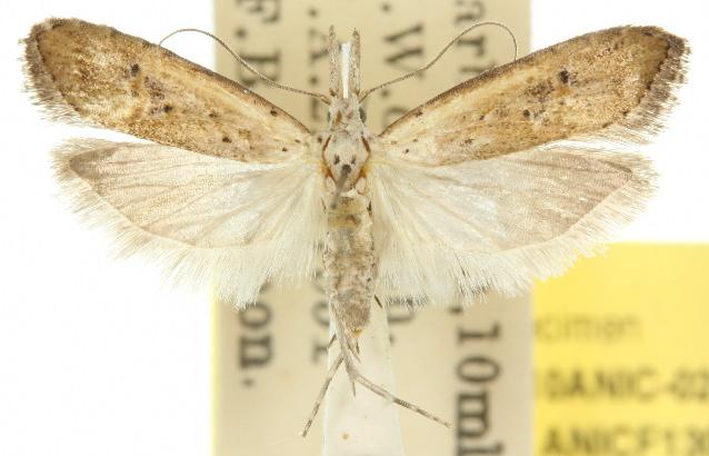 Carposina telesia