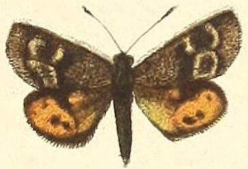 Synemon nais