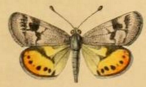 Synemon nais