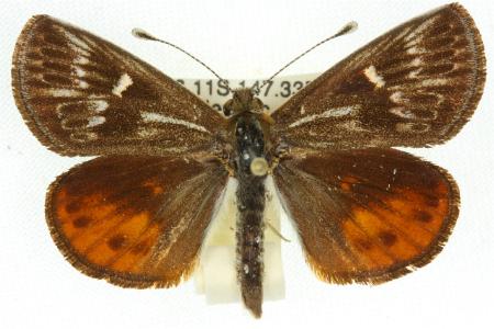 Synemon wulwulam