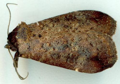 Eustrotia acroleuca