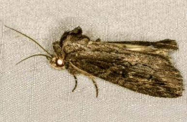 Crioa acronyctoides