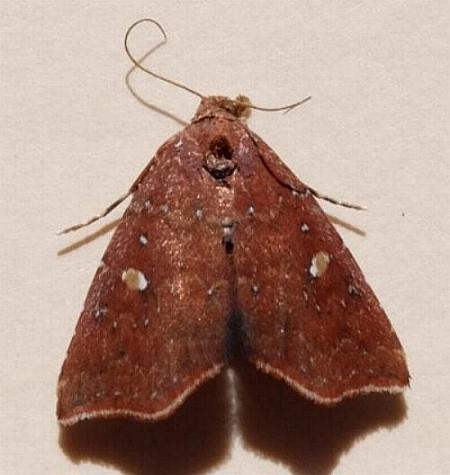 Sophta aeluropis