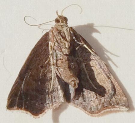 Sophta aeluropis