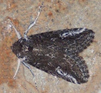 Stenoprora apicinota