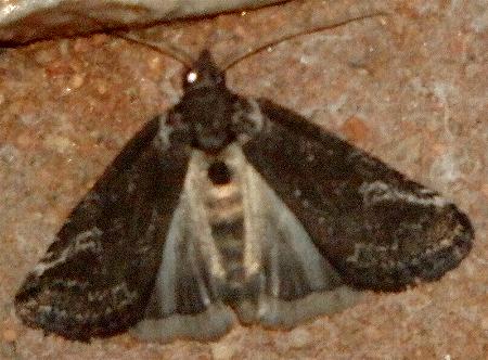 Stenoprora apicinota