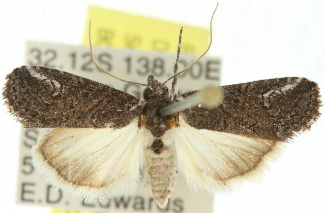 Stenoprora apicinota
