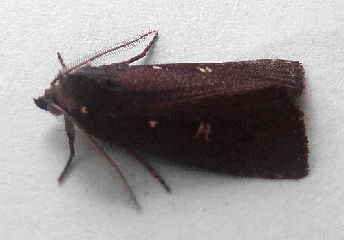 Egone bipunctalis