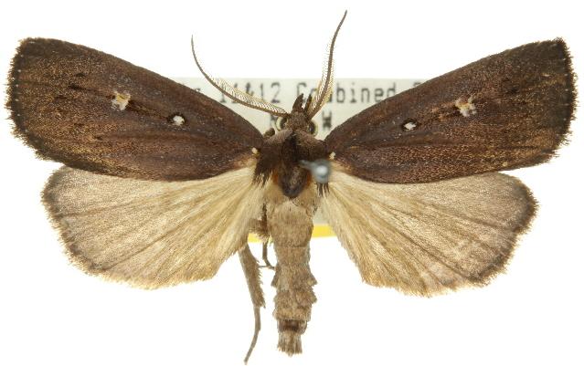 Egone bipunctalis