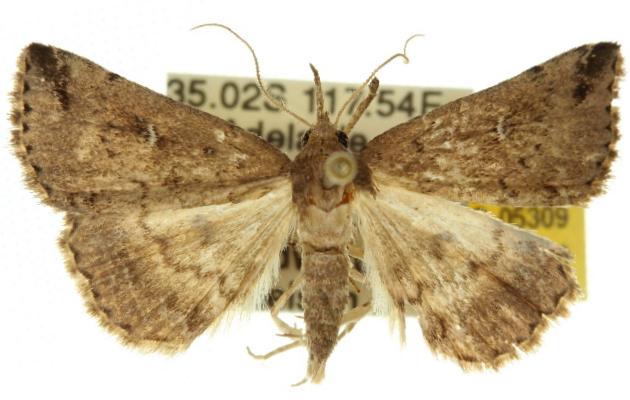 Throana blechrodes