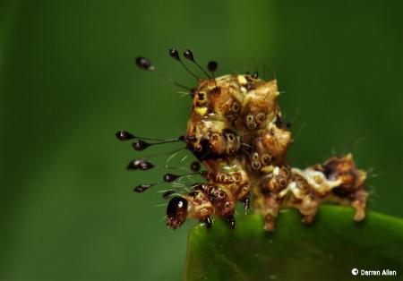 Homodes bracteigutta