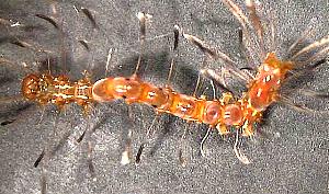 Homodes bracteigutta