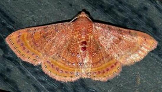 Homodes bracteigutta