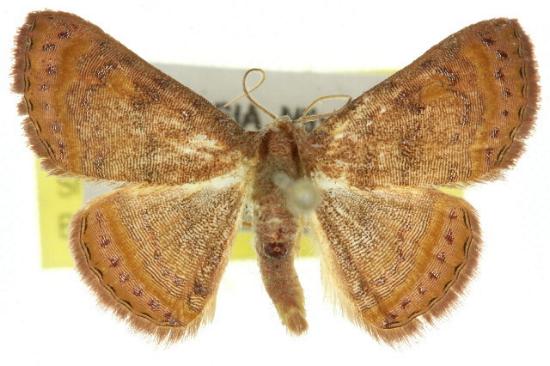 Homodes bracteigutta