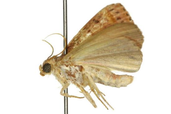 Homodes bracteigutta