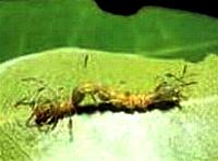 Homodes bracteigutta