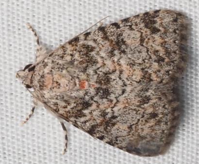 Eurythmus bryophiloides