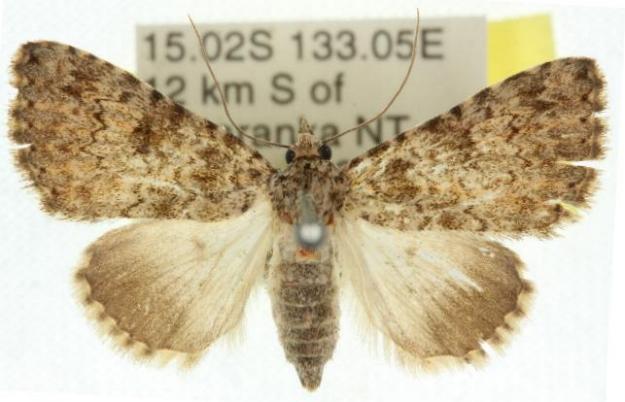 Eurythmus bryophiloides