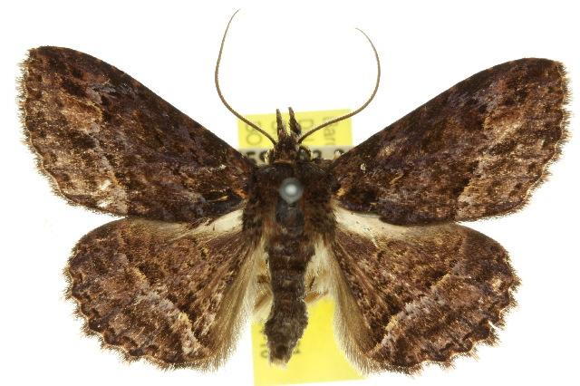 Veia caeruleotincta