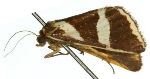 Xenogenes chrysoplaca