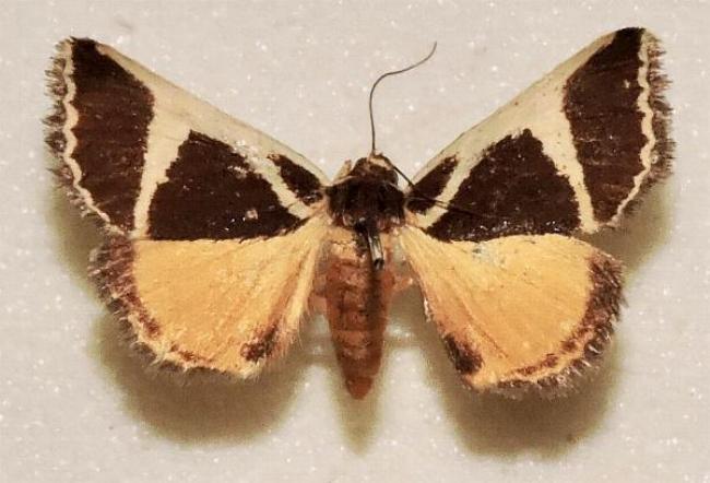 Xenogenes chrysoplaca