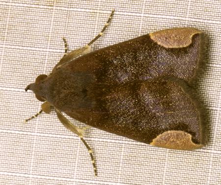 Chrysopera combinans