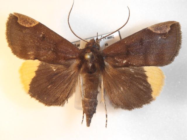 Chrysopera combinans