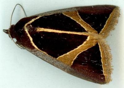 Agamana conjungens