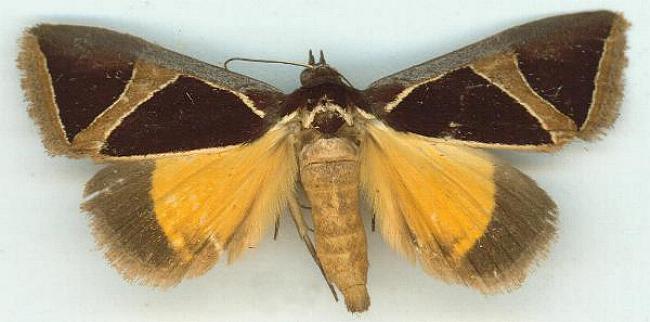 Agamana conjungens