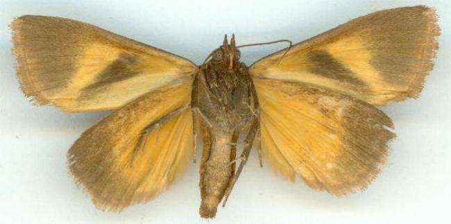 Agamana conjungens