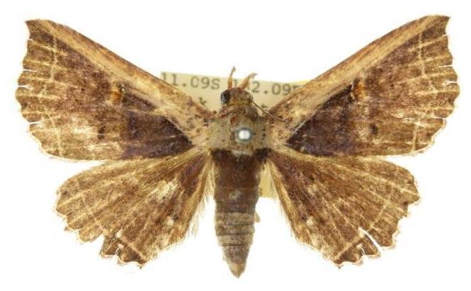 Leptotroga costalis
