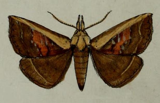 Leptotroga costalis