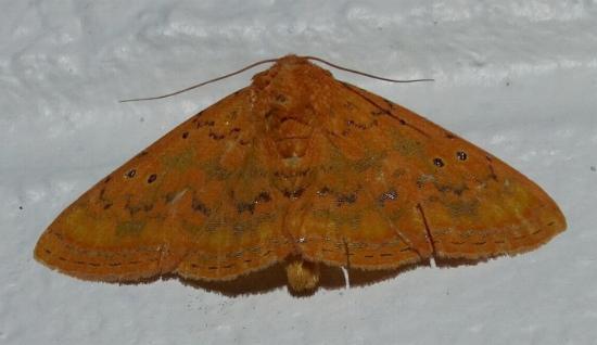 Homodes crocea