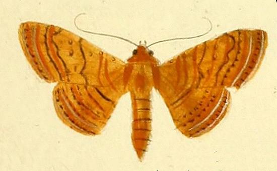 Homodes crocea