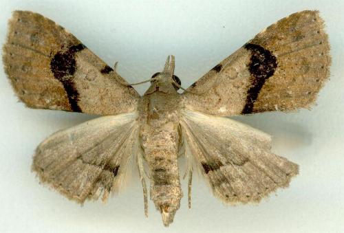 Rhesalides curvata