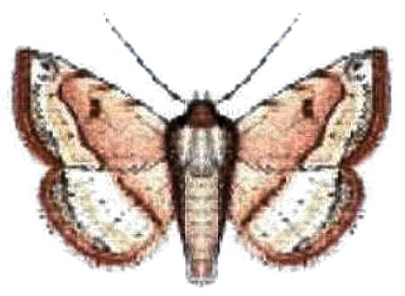 Rhesalides curvata