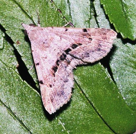 Rhesalides curvata