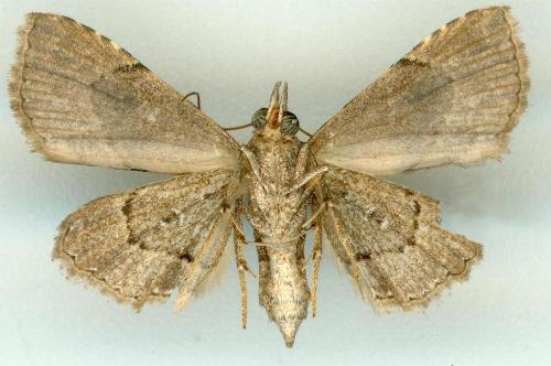 Rhesalides curvata