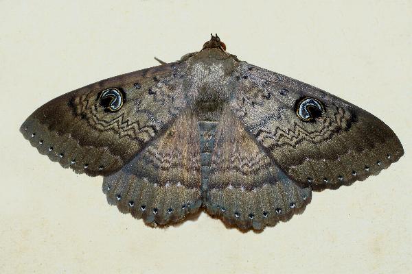 Dasypodia cymatodes
