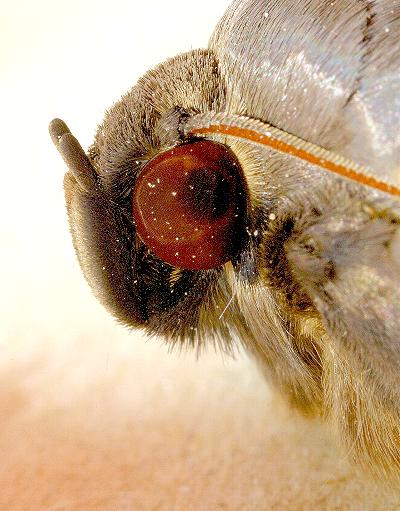 Dasypodia cymatodes