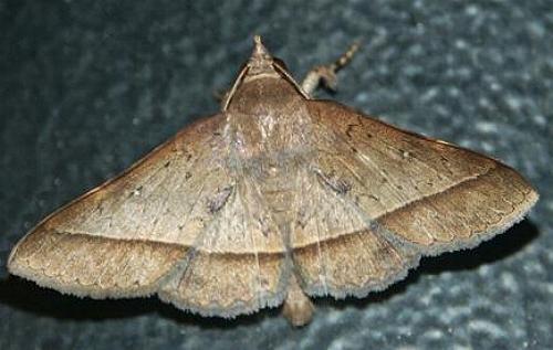 Hypospila dochmotoma