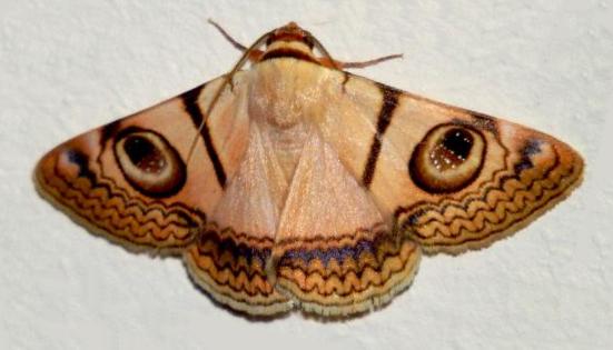 Niguza eucesta