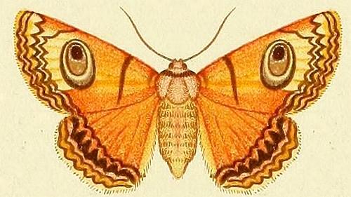 Niguza eucesta