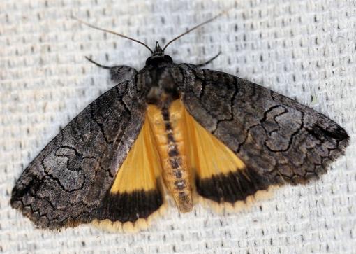 Prorocopis euxantha
