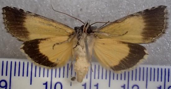 Prorocopis euxantha